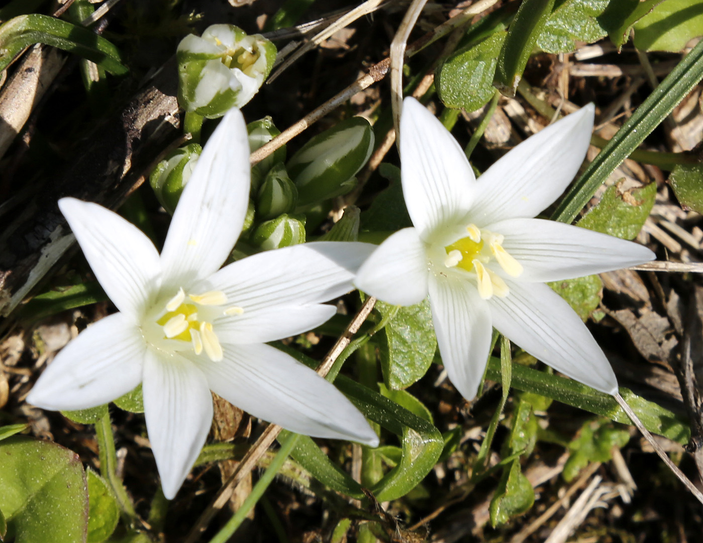 Изображение особи род Ornithogalum.