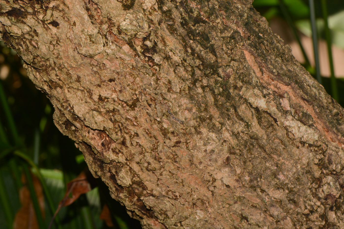 Image of Cerbera odollam specimen.