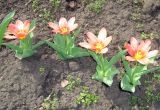 род Tulipa