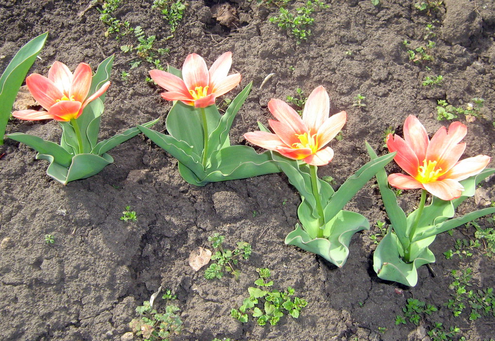 Изображение особи род Tulipa.