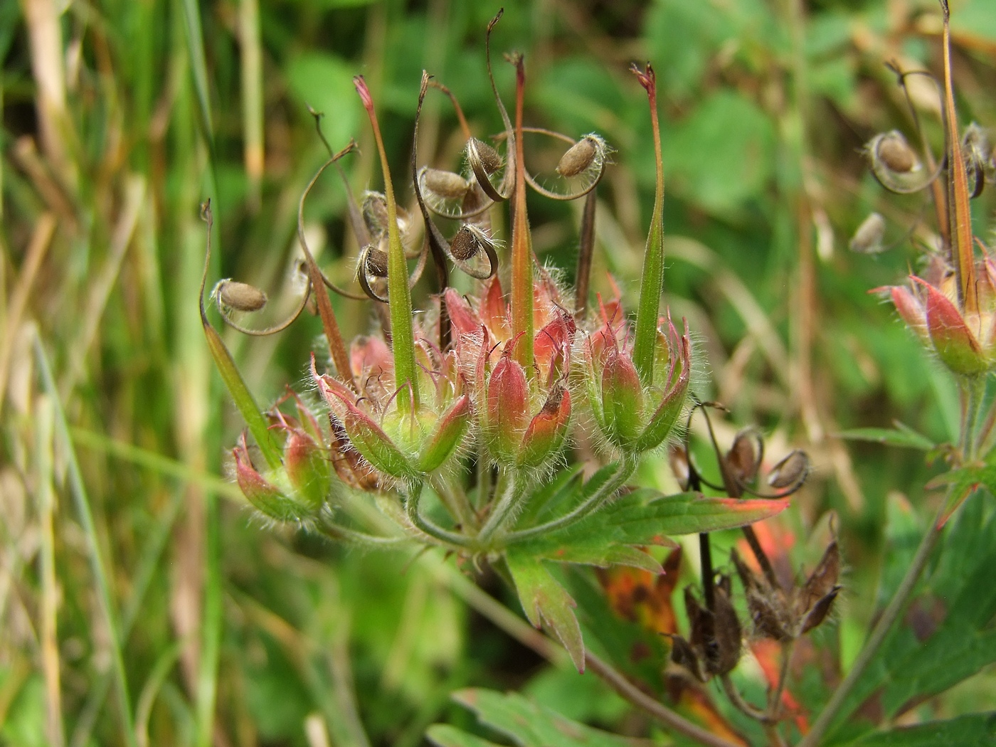 Изображение особи Geranium erianthum.