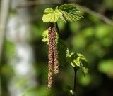 Corylus avellana