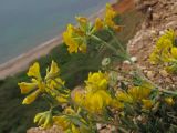 Medicago saxatilis. Веточки с соцветиями и завязавшимися плодами. Крым, Севастополь, окр. пос. Орловка, обрыв к морю. 13.05.2017.