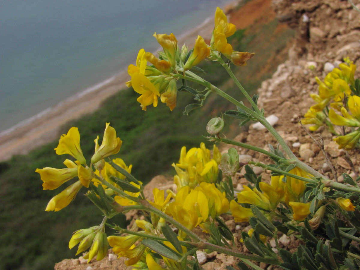 Изображение особи Medicago saxatilis.