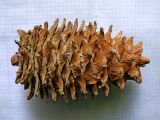 Pinus koraiensis. Прошлогодняя зрелая шишка. Амурская обл., Бурейский р-н, елово-пихтово-кедровый лес. 28.07.2016.