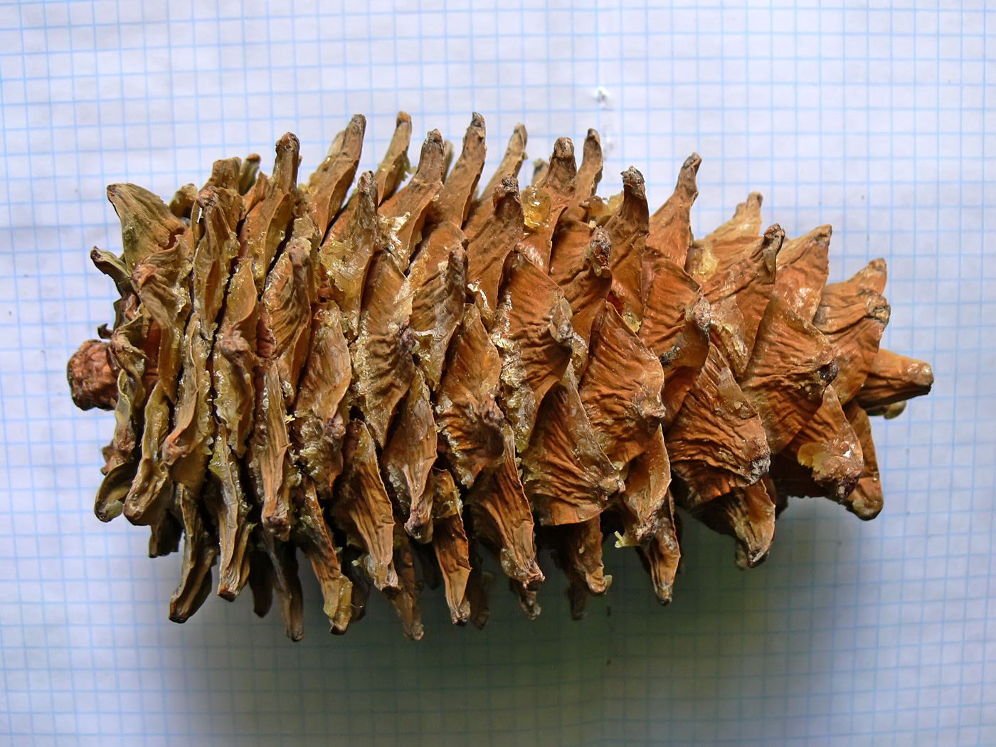 Image of Pinus koraiensis specimen.