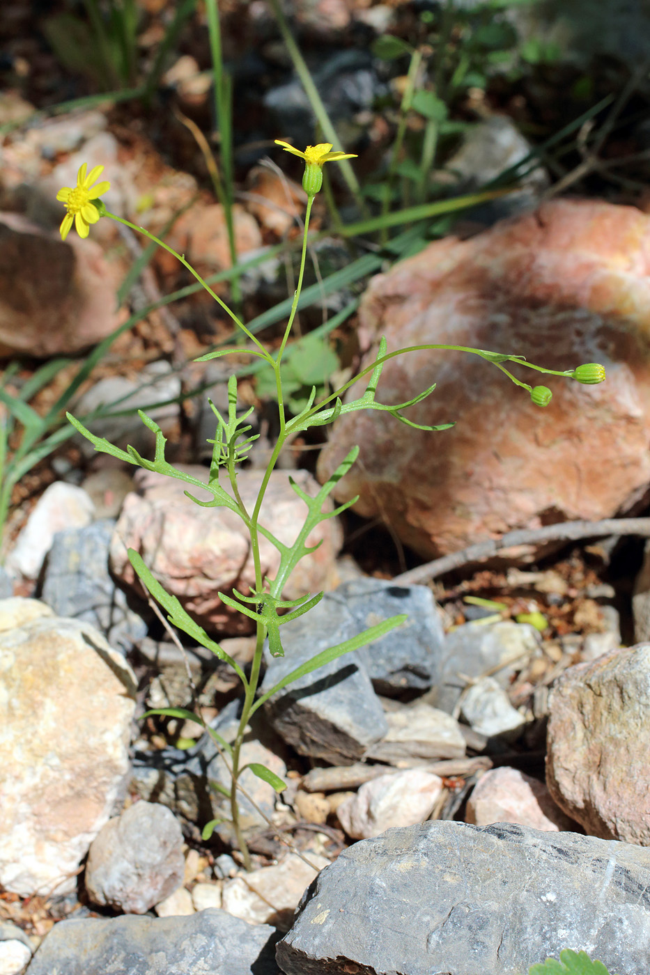 Изображение особи Senecio noeanus.