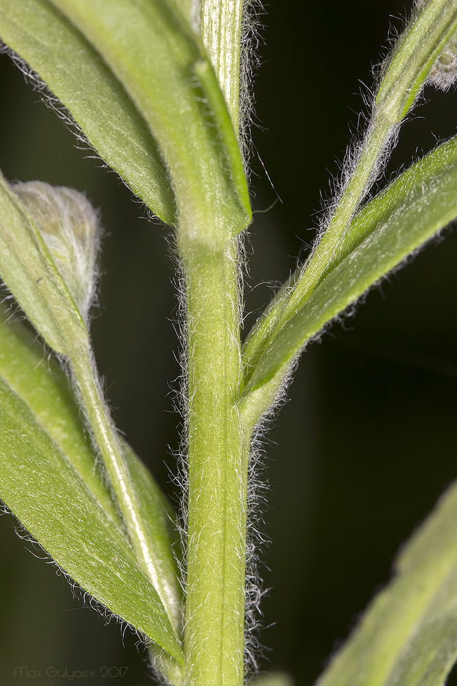 Image of Cynoglossum officinale specimen.