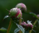 Paeonia lactiflora