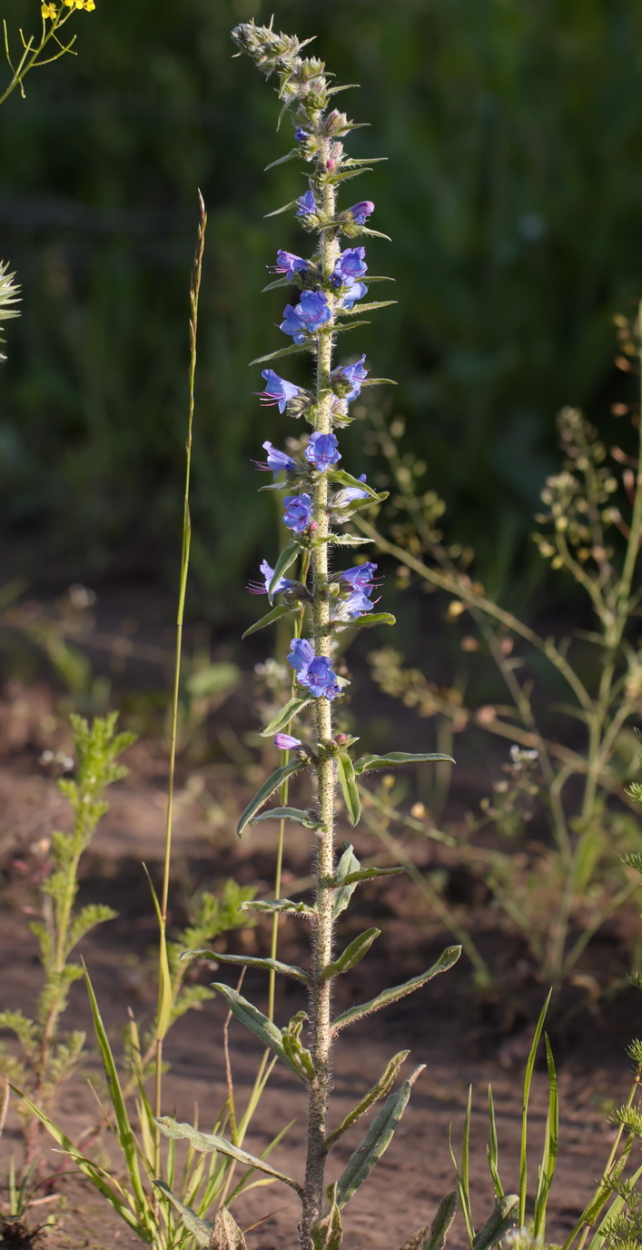 Изображение особи Echium vulgare.