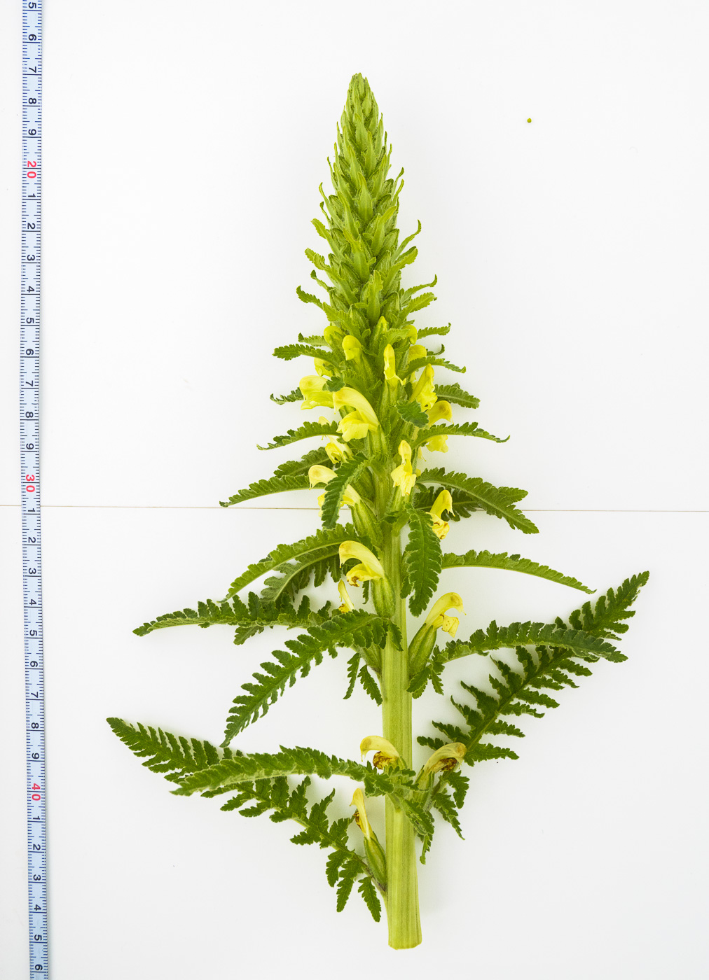 Image of Pedicularis kaufmannii specimen.