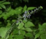 Veronica officinalis. Соцветие с цветками и бутонами. Московская обл., Раменский р-н, окр. ж.-д. платформы Хрипань, смешанный лес у ЛЭП. 04.07.2017.