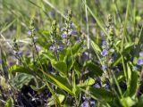 Veronica officinalis