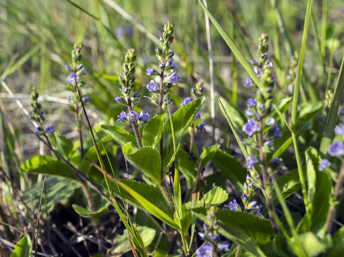 Image of Veronica officinalis specimen.