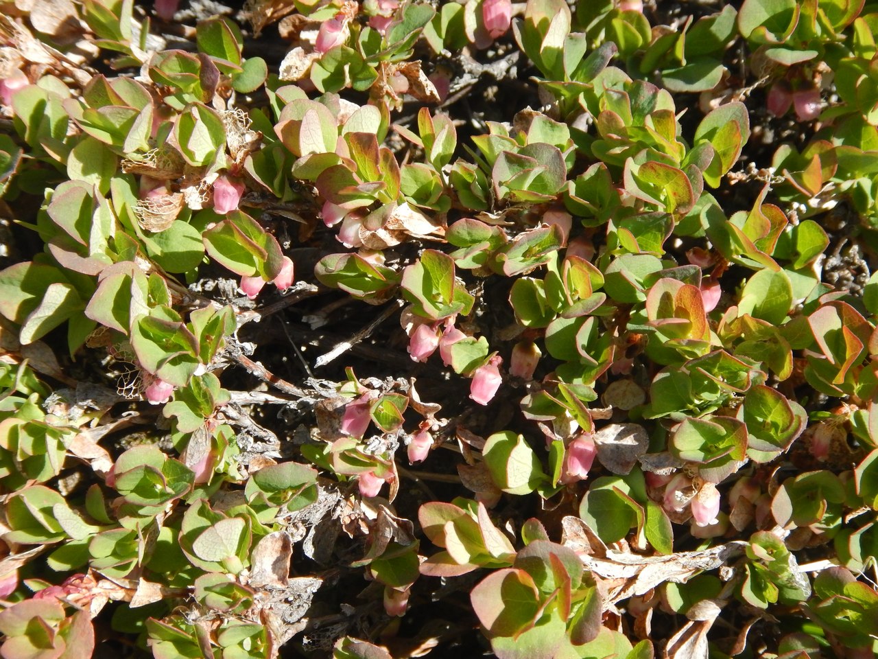 Image of Vaccinium vulcanorum specimen.