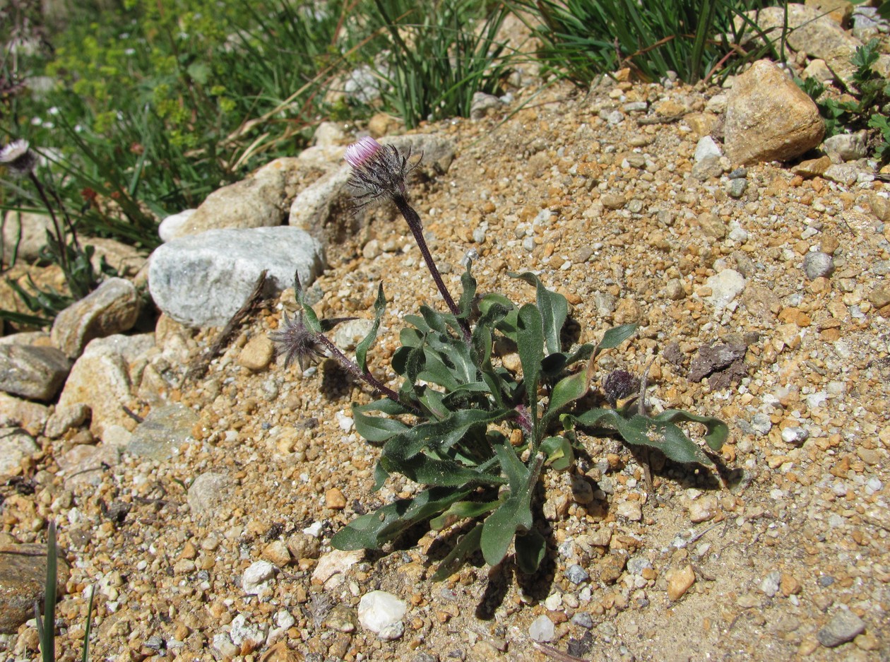 Image of Erigeron uniflorus specimen.