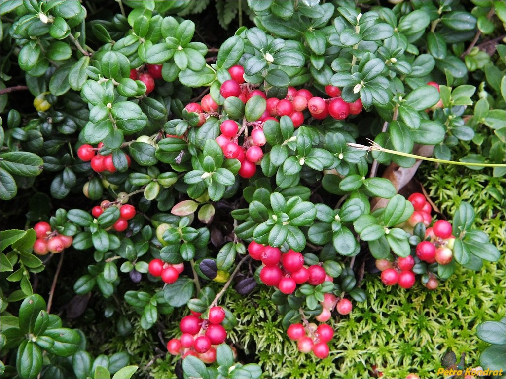 Image of Vaccinium vitis-idaea specimen.