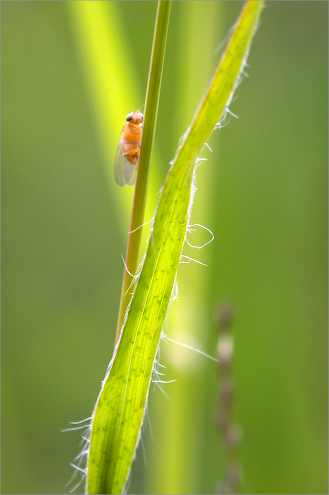 Image of Luzula multiflora specimen.