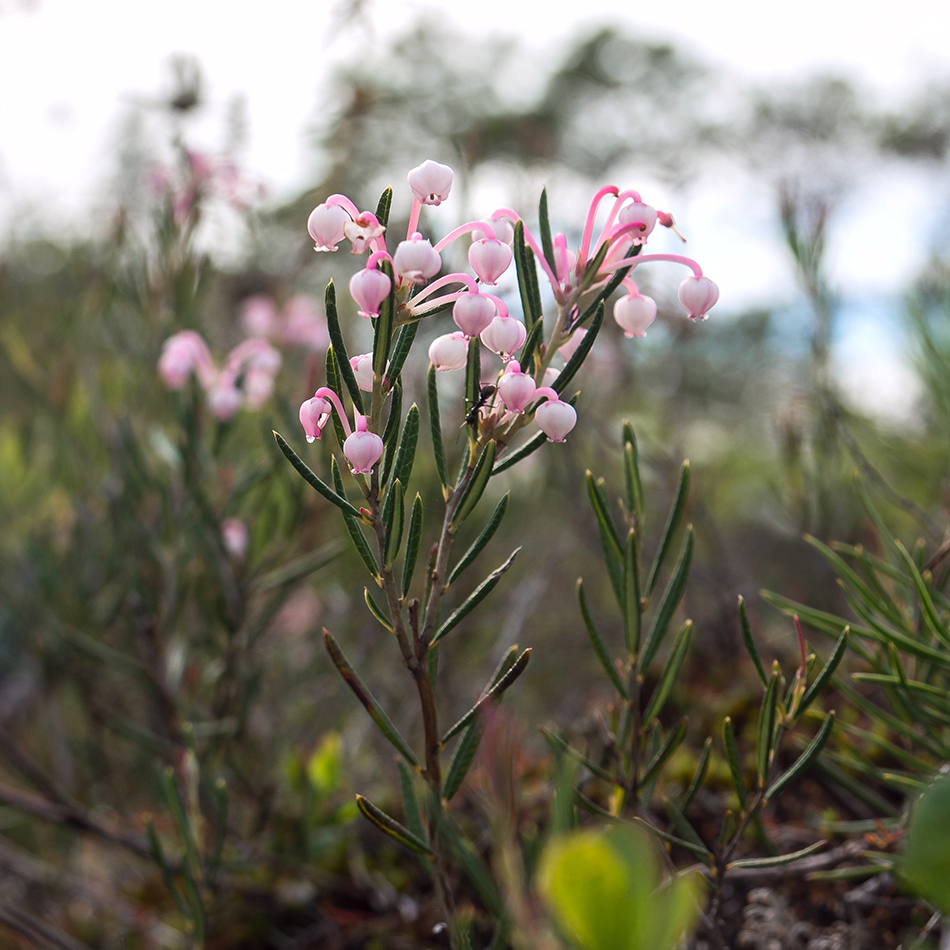 Изображение особи Andromeda polifolia.