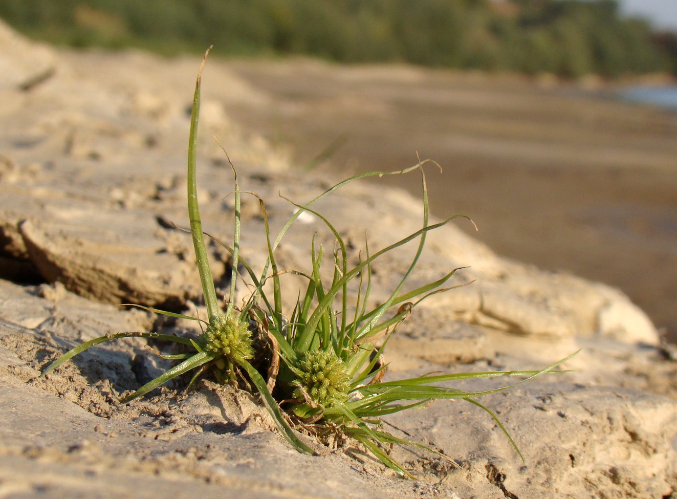 Изображение особи Cyperus michelianus.