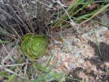 Rosularia glabra