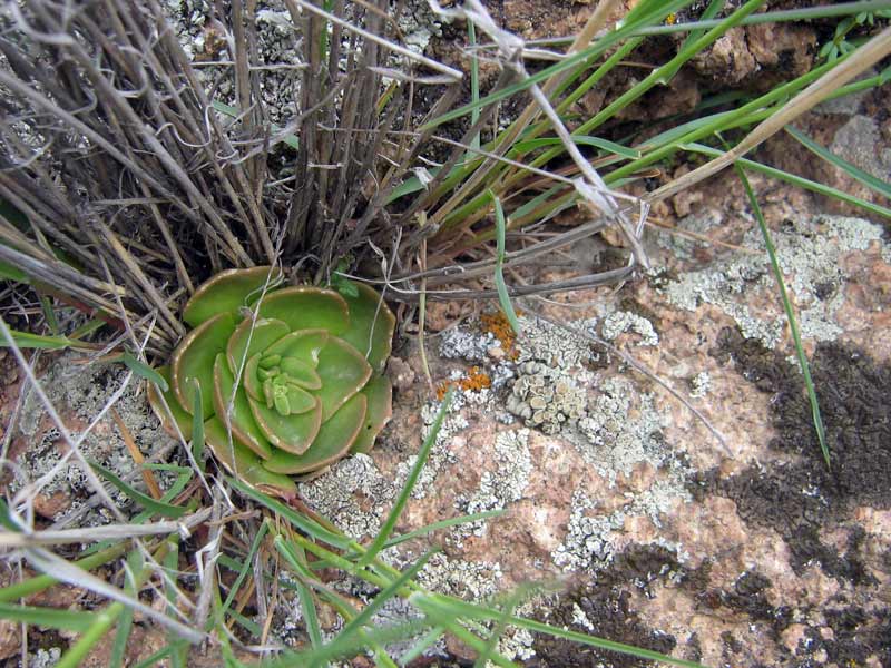 Изображение особи Rosularia glabra.