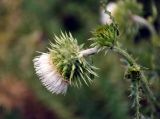 Carduus coloratus. Соцветие. Таджикистан, Фанские горы, ущелье Куликалон, ≈ 2700 м н.у.м., пойменная терраса на берегу озера. 04.08.2017.
