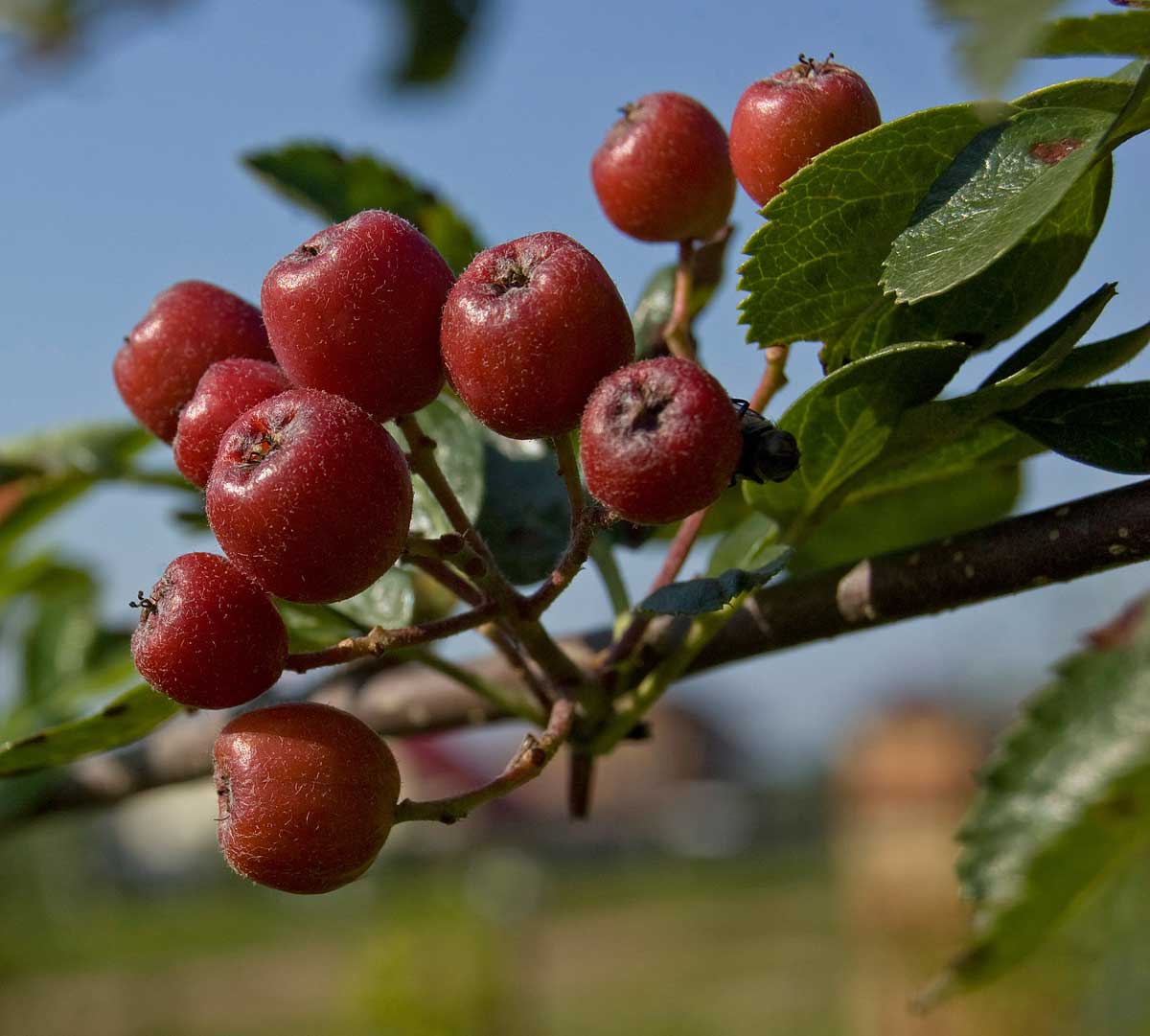 Изображение особи × Crataegosorbus miczurinii.