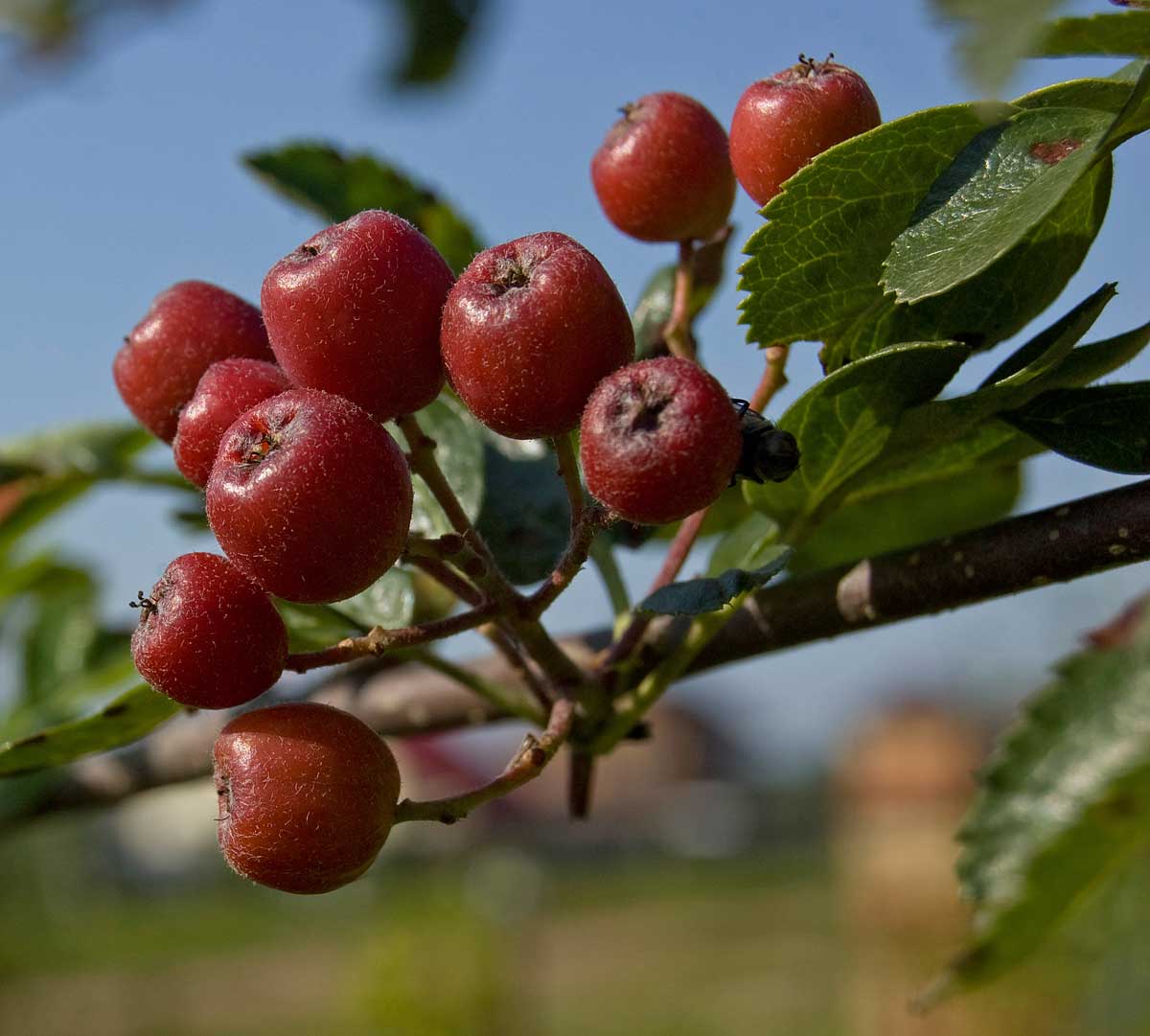 Изображение особи &times; Crataegosorbus miczurinii.