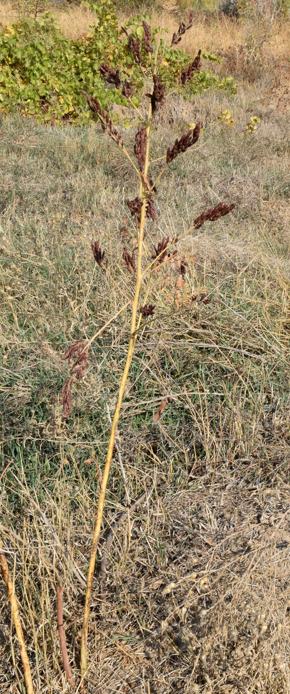 Изображение особи Glycyrrhiza glabra.