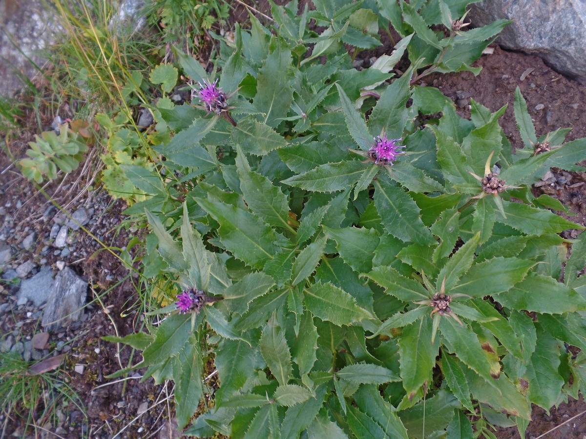 Image of Saussurea foliosa specimen.