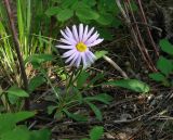 Aster alpinus. Цветущее растение. Иркутская обл., Шелеховский р-н, окр. с. Введенщина, на правом высоком берегу р. Иркут, лес. 11.06.2017.