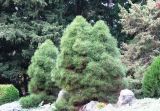 Pinus pallasiana