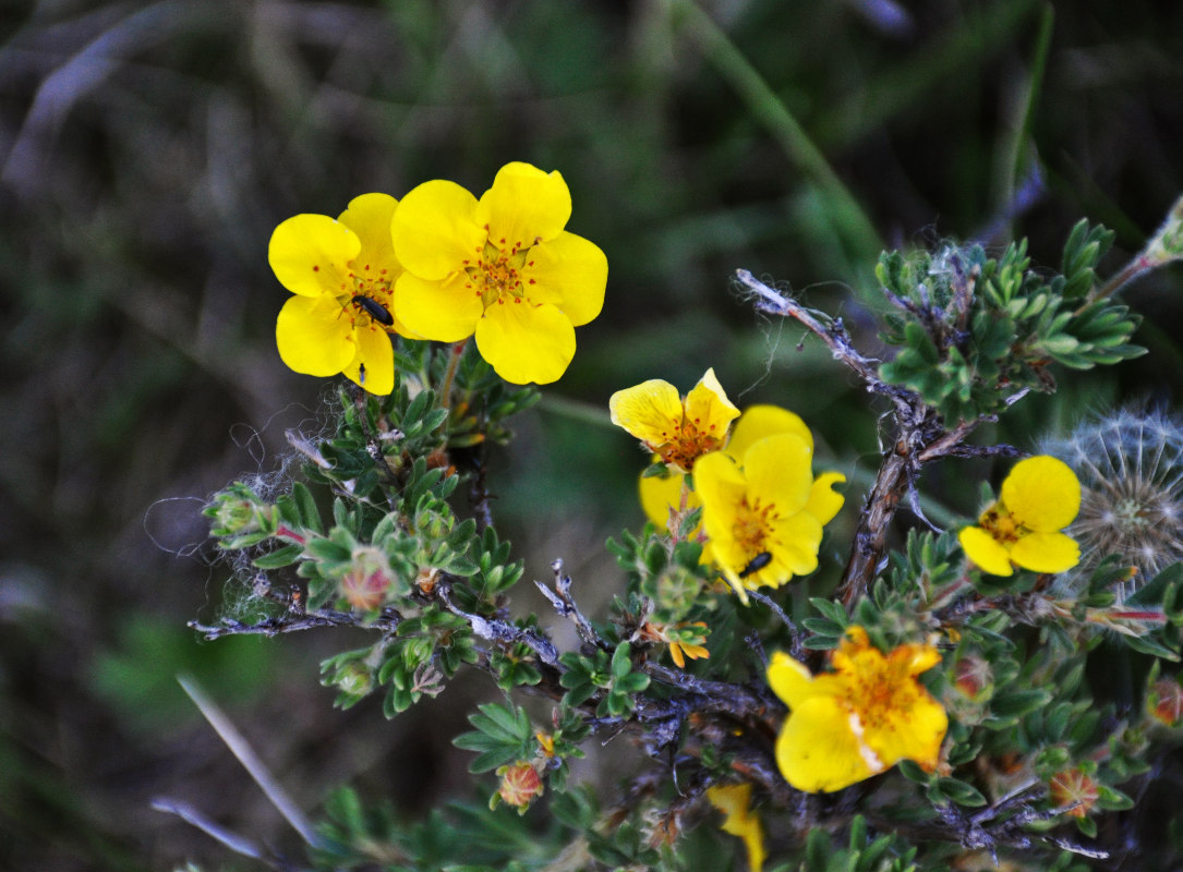 Image of Dasiphora fruticosa specimen.