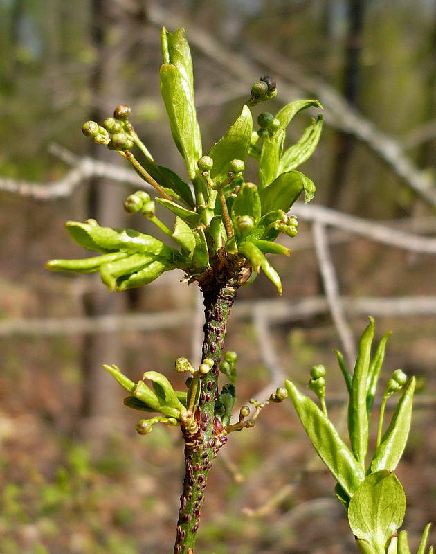 Image of Euonymus verrucosus specimen.