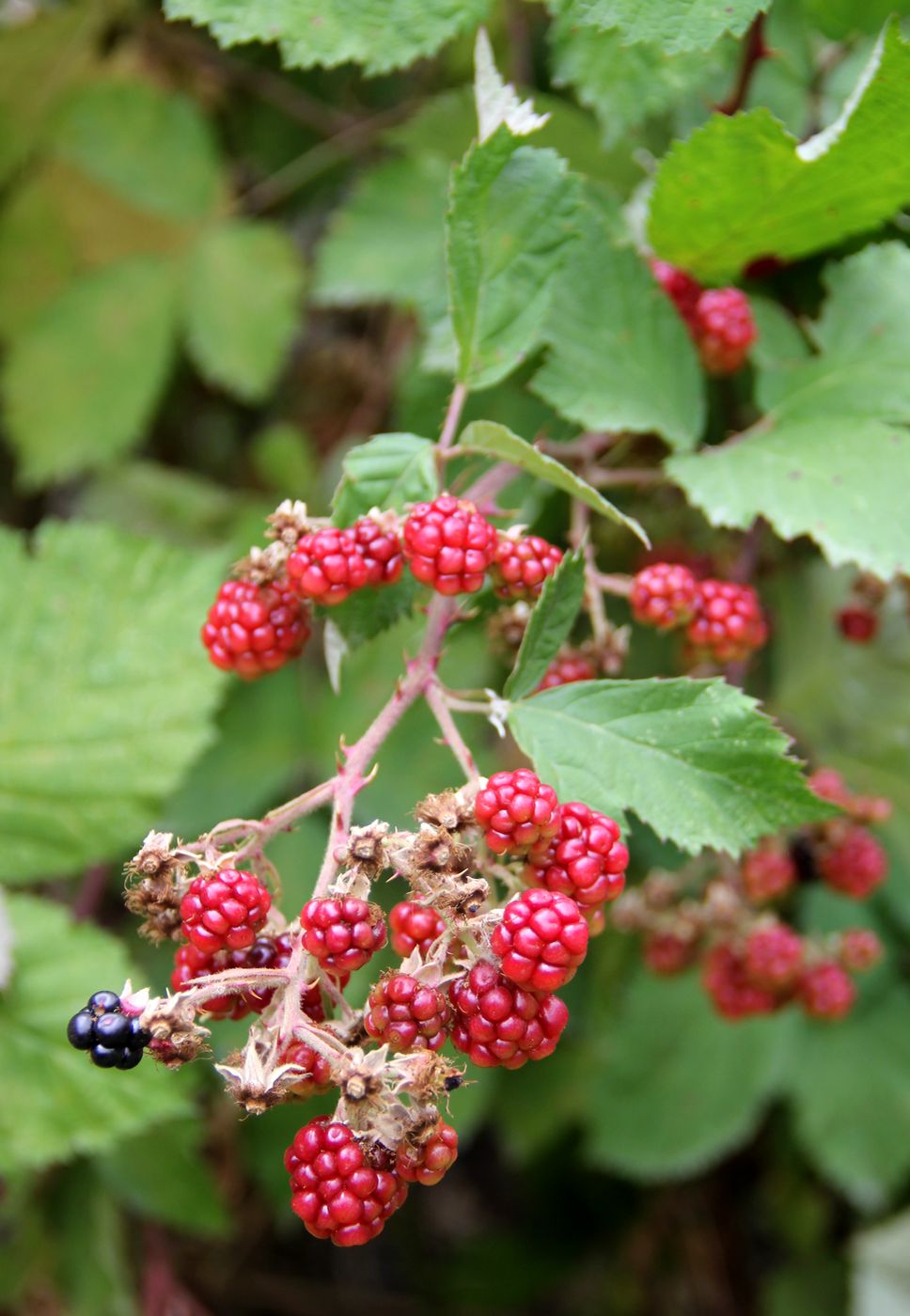 Изображение особи Rubus sanctus.