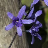Petrea volubilis