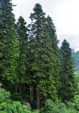 Abies nordmanniana