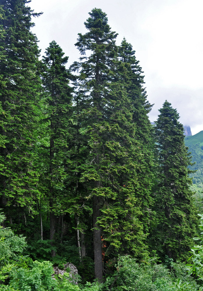 Изображение особи Abies nordmanniana.