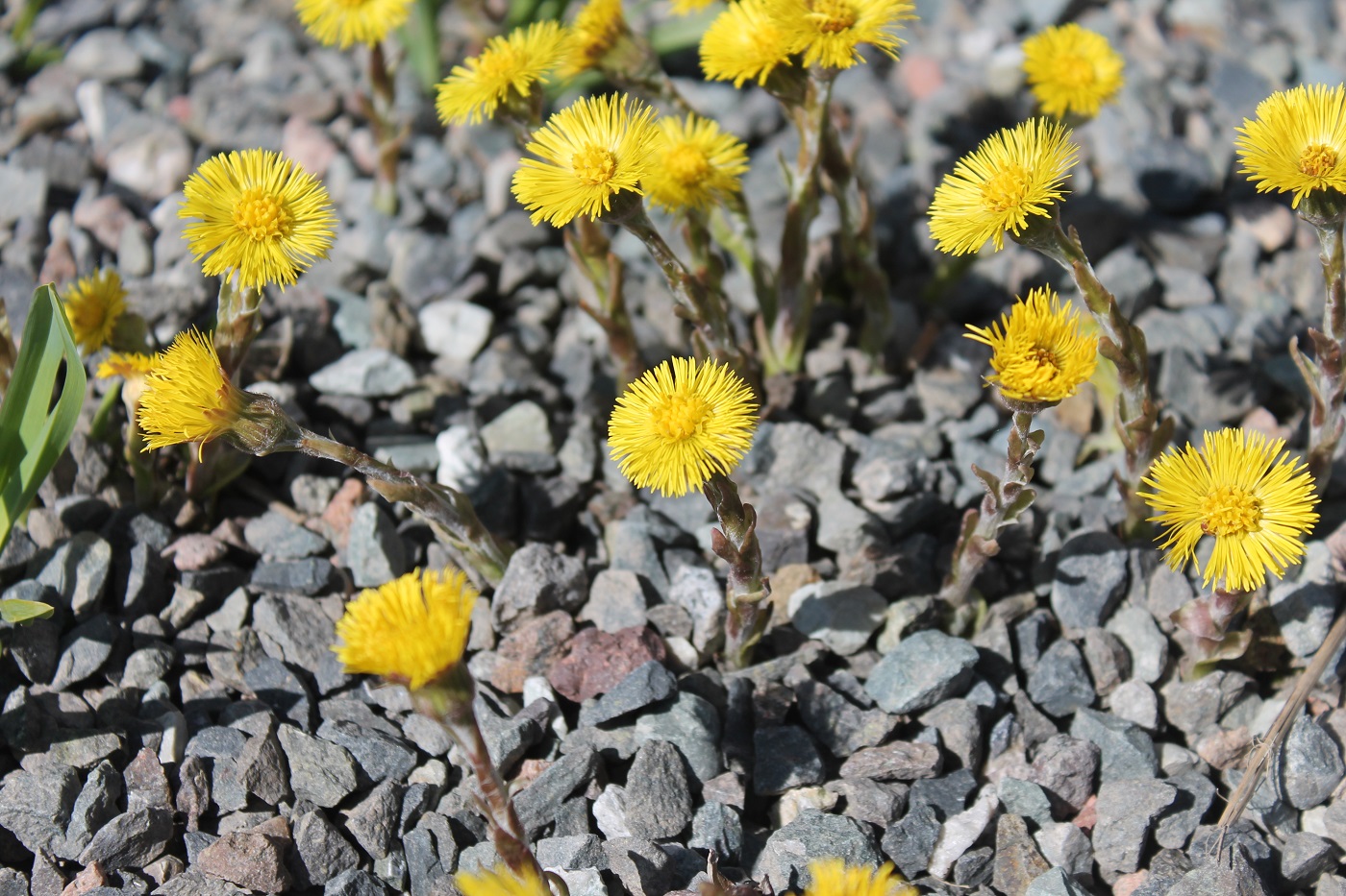 Image of Tussilago farfara specimen.