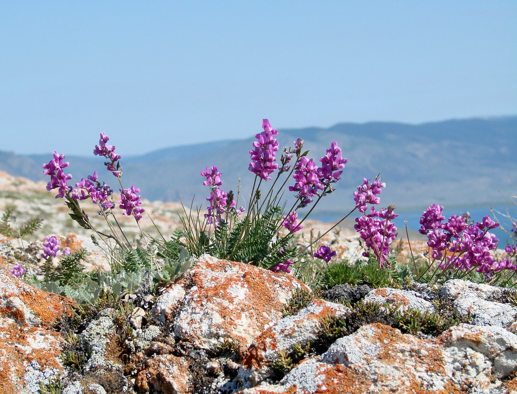 Изображение особи Oxytropis coerulea.