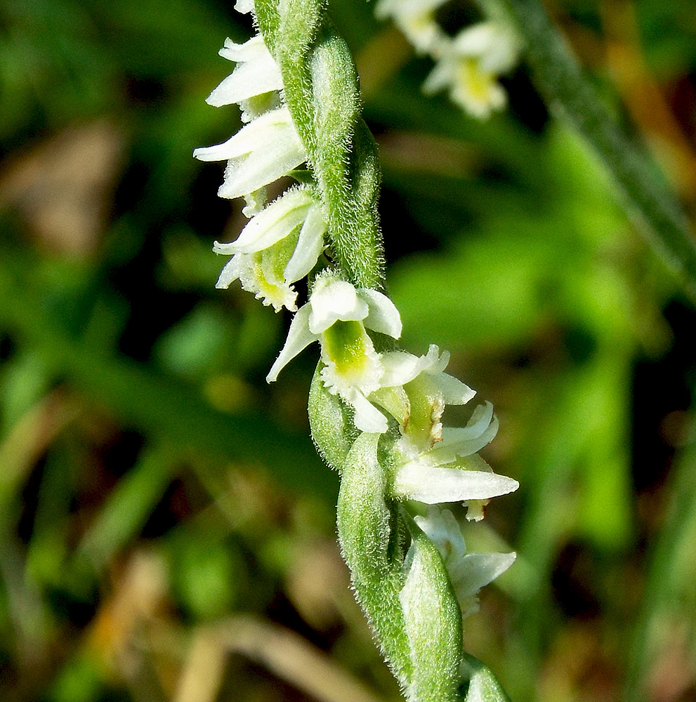 Изображение особи Spiranthes spiralis.