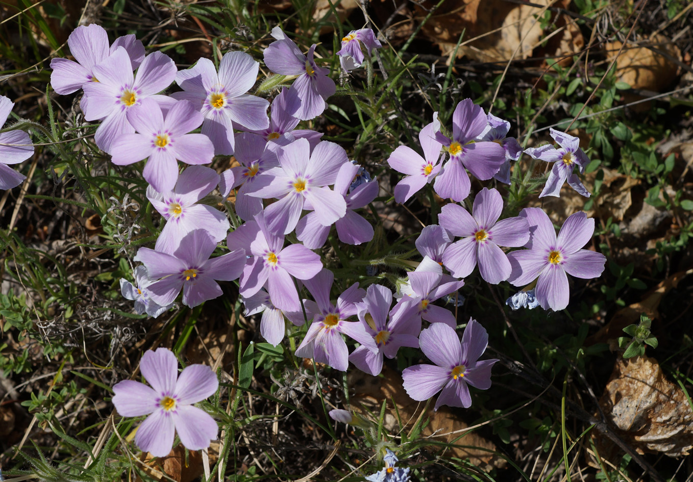 Изображение особи Phlox sibirica.