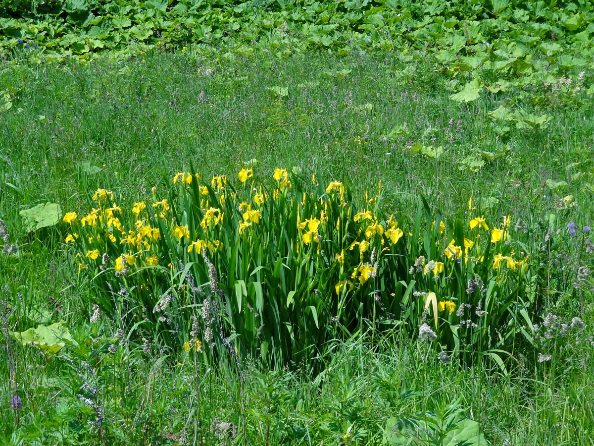 Изображение особи Iris pseudacorus.