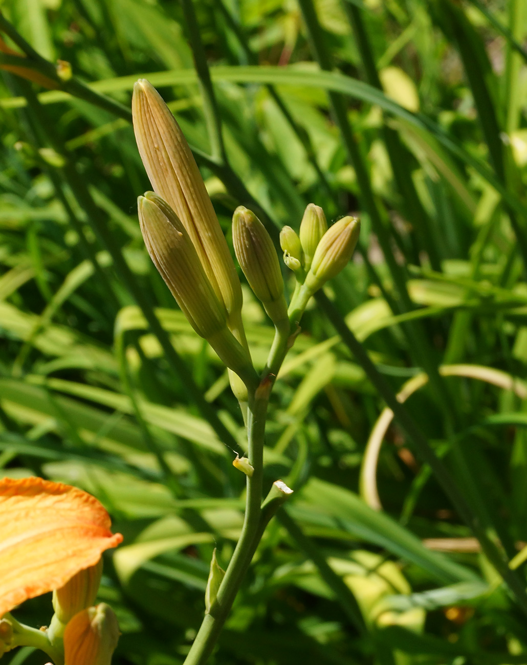 Изображение особи Hemerocallis fulva.