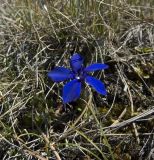 Gentiana angulosa