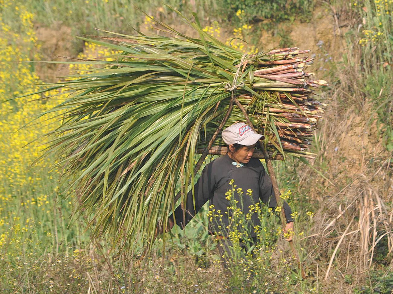 Image of Saccharum officinarum specimen.