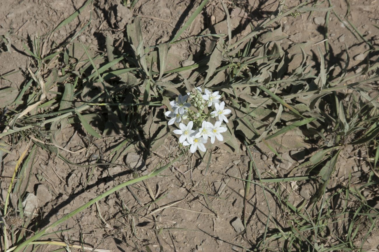 Изображение особи Ornithogalum ponticum.