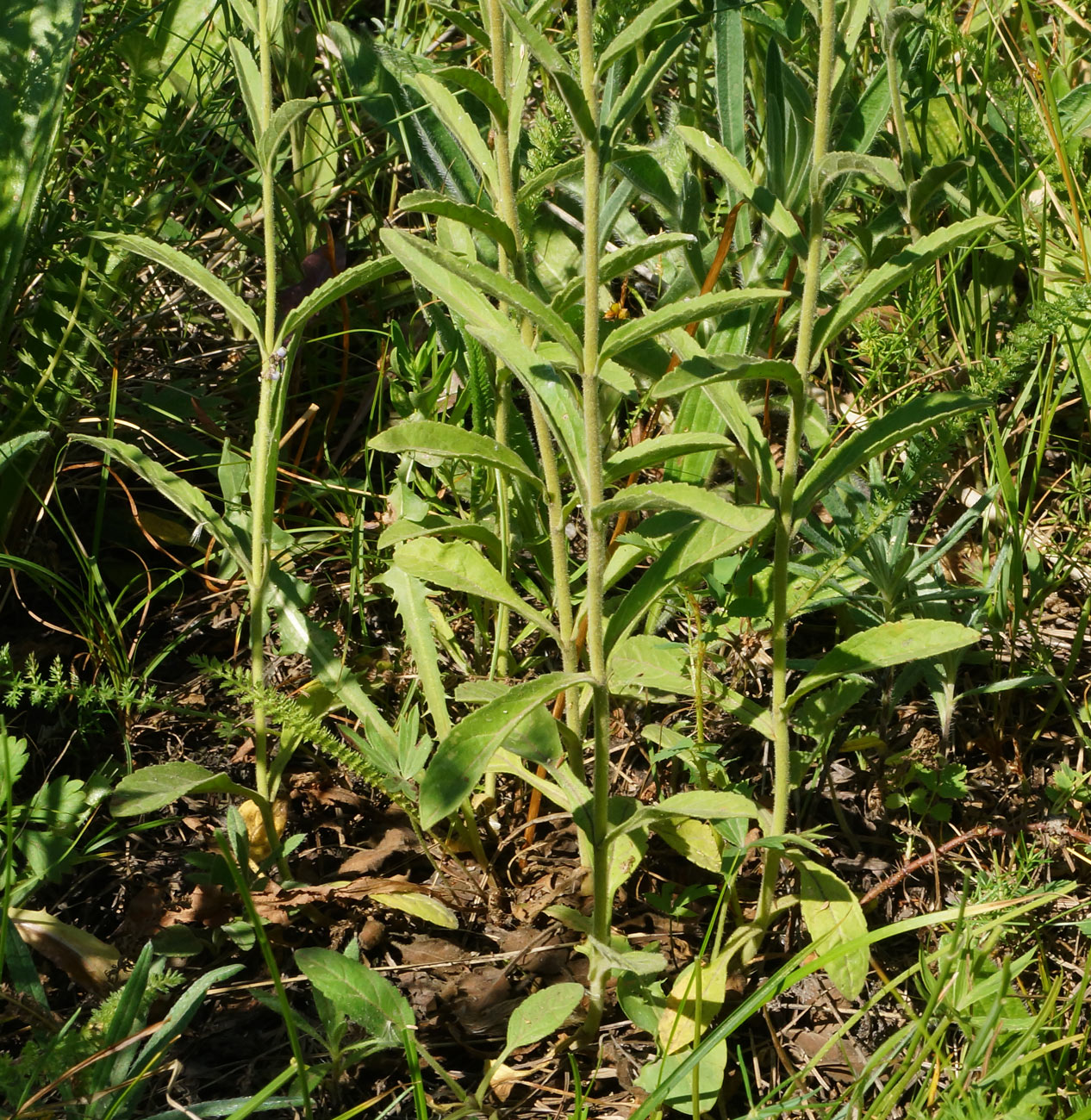 Изображение особи Veronica porphyriana.