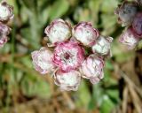 Antennaria dioica. Соцветие. Якутия (Саха), Мирнинский р-н, окр. пос. Светлый, дачи на 15 км. 12.06.2009.